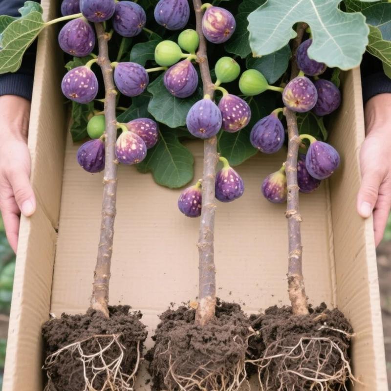 🔥Last Day 49% OFF - 🌿Brown Turkey Fig Seeds