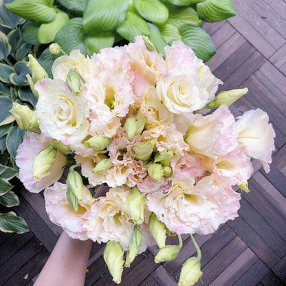 🔥Last Day 49% Discount - Sowing Lisianthus Flower Seeds for All Seasons🌿Suitable for Beginners