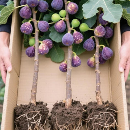 🔥Last Day 49% OFF - 🌿Brown Turkey Fig Seeds