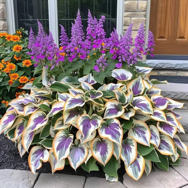 🔥Premium Rare Hosta Seeds🌿Shade-Tolerant Plant
