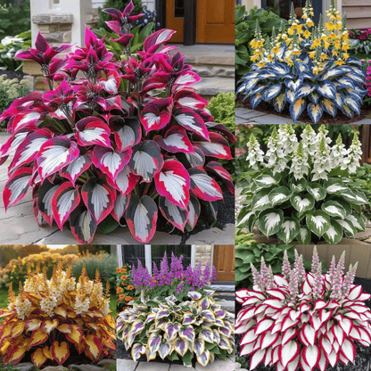 🔥Last Day 49% OFF-Premium Rare Hosta Seeds🌿Shade-Tolerant Plant