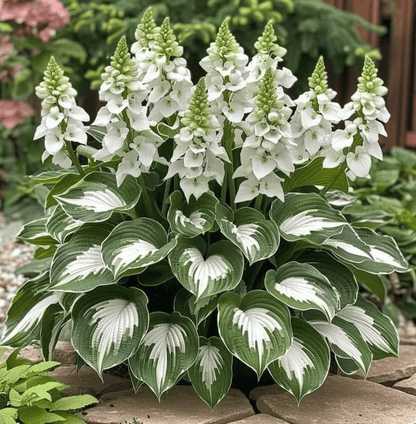 🔥Last Day 49% OFF-Premium Rare Hosta Seeds🌿Shade-Tolerant Plant