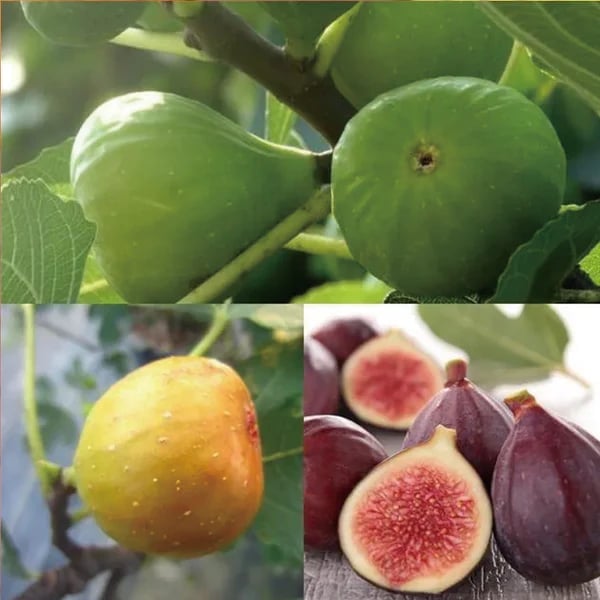 🔥Last Day 49% OFF - 🌿Brown Turkey Fig Seeds
