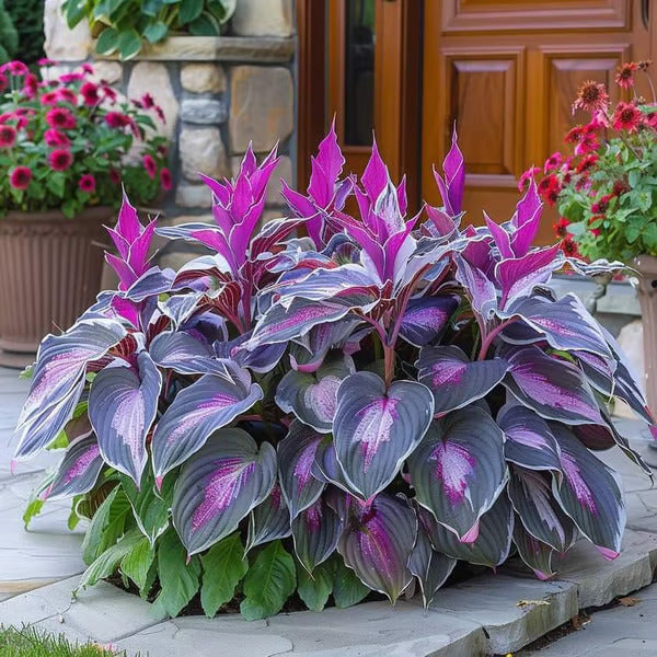 Purple Beauty
