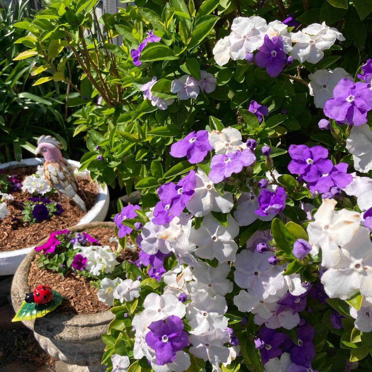 Two-Tone Jasmine