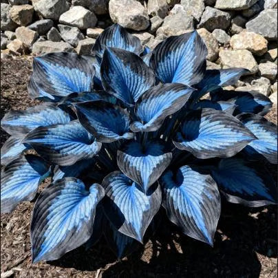 🔥Premium Rare Hosta Seeds🌿Shade-Tolerant Plant