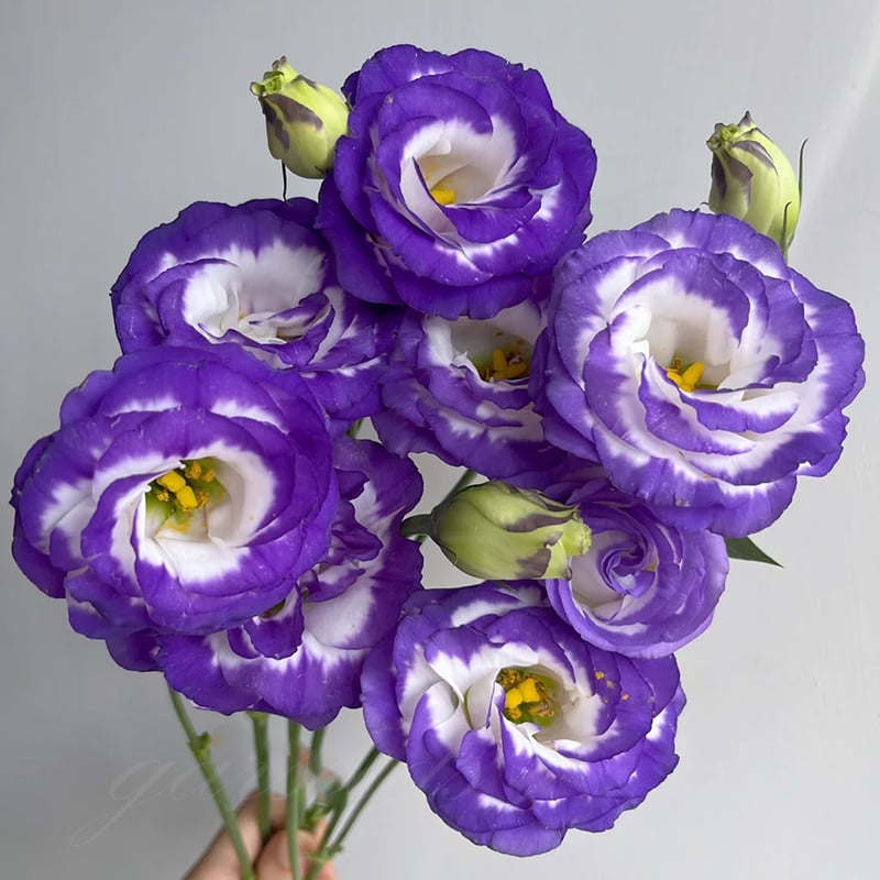 Purple Edge