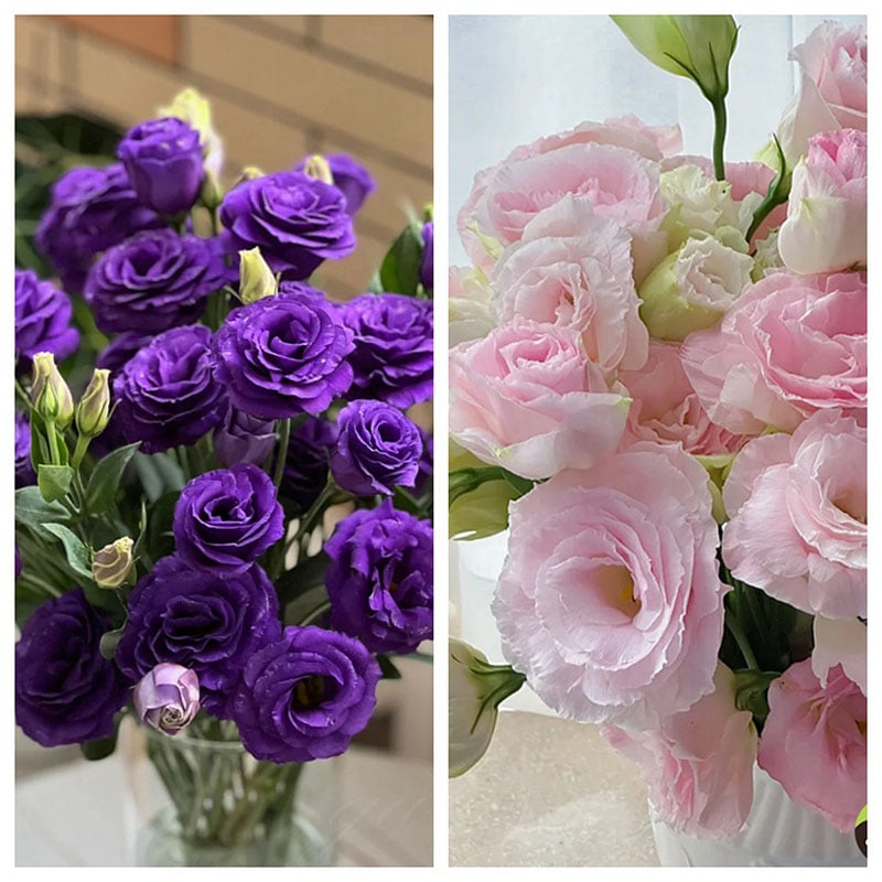 🔥Last Day 49% Discount - Sowing Lisianthus Flower Seeds for All Seasons🌿Suitable for Beginners
