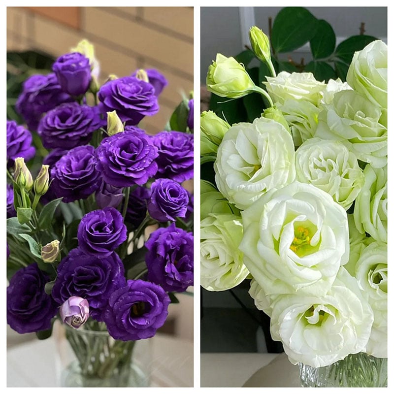 🔥Last Day 49% Discount - Sowing Lisianthus Flower Seeds for All Seasons🌿Suitable for Beginners
