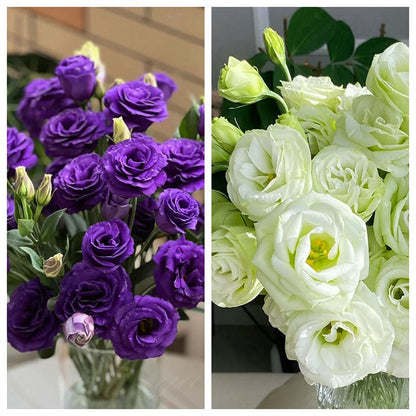 🔥Last Day 49% Discount - Sowing Lisianthus Flower Seeds for All Seasons🌿Suitable for Beginners