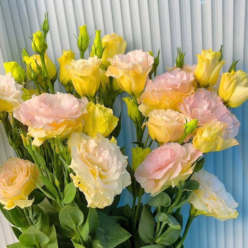 🔥Last Day 49% Discount - Sowing Lisianthus Flower Seeds for All Seasons🌿Suitable for Beginners