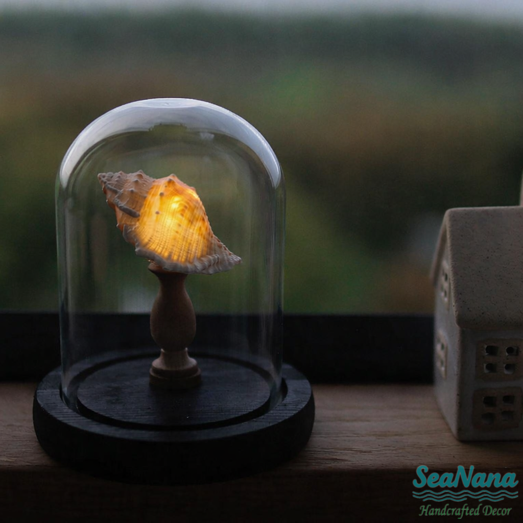 Flat-spined snail lamp