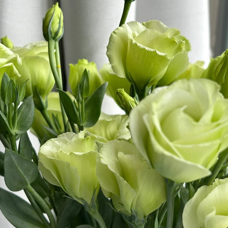 🔥Last Day 49% Discount - Sowing Lisianthus Flower Seeds for All Seasons🌿Suitable for Beginners