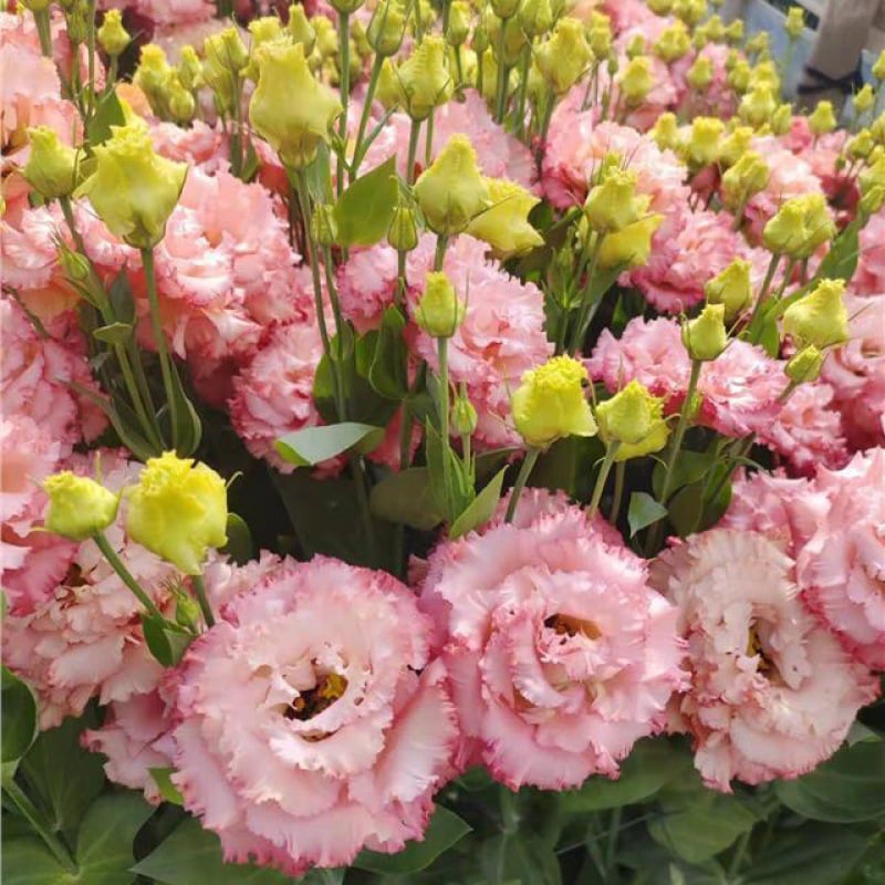 🔥Last Day 49% Discount - Sowing Lisianthus Flower Seeds for All Seasons🌿Suitable for Beginners