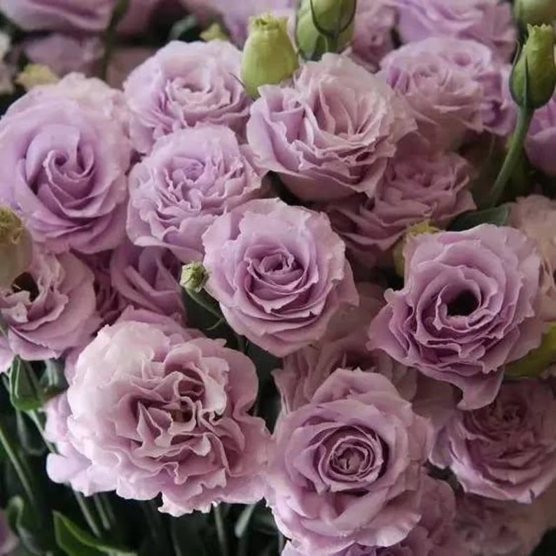 🔥Last Day 49% Discount - Sowing Lisianthus Flower Seeds for All Seasons🌿Suitable for Beginners