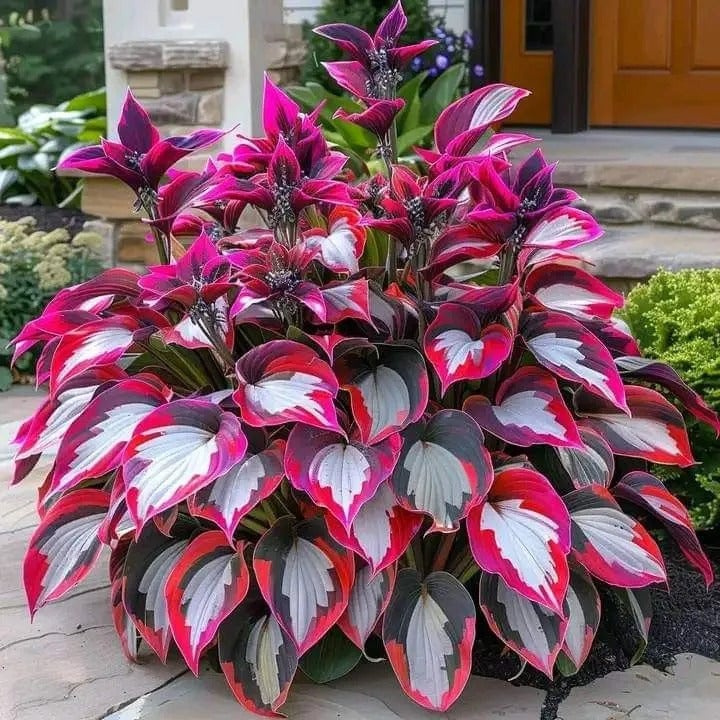 Burning Crimson