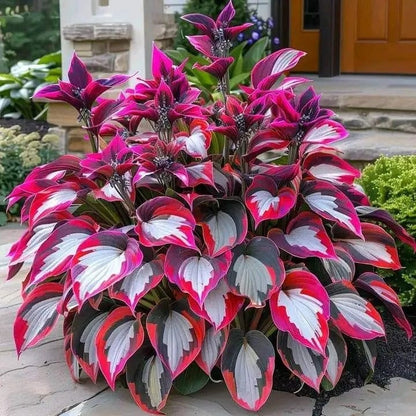🔥Last Day 49% OFF-Premium Rare Hosta Seeds🌿Shade-Tolerant Plant