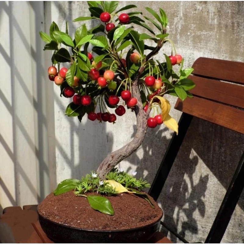 🏆75K+ SOLD! 🌳Cherry Tree Seeds – Delicious, Fresh Cherries Await!