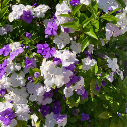 🌿❄️ Midnight Perfume Jasmine Seeds – Winter Planting, Perennial Blooms & Fragrant Garden Elegance 🌸