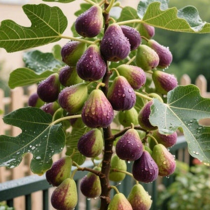 🔥Last Day 49% OFF - 🌿Brown Turkey Fig Seeds