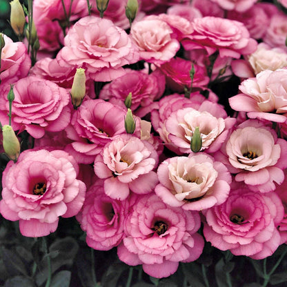 🔥Last Day 49% Discount - Sowing Lisianthus Flower Seeds for All Seasons🌿Suitable for Beginners