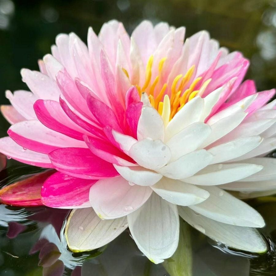 🔥 [7 days germination] Last Day Sale -49% OFF💐The Sacred Bonsai Bowl Lotus Flower