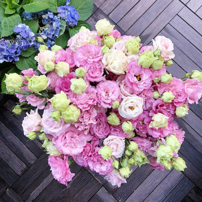 🔥Last Day 49% Discount - Sowing Lisianthus Flower Seeds for All Seasons🌿Suitable for Beginners