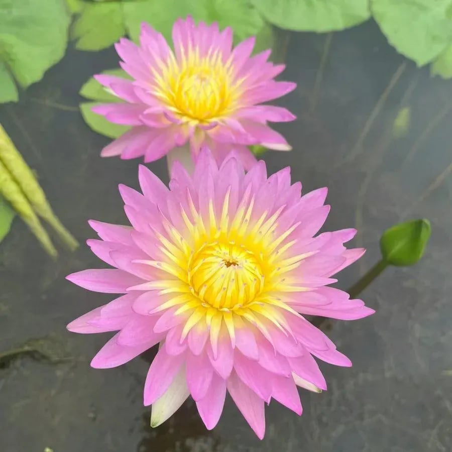 🌸[7 days germination]💐The Sacred Bonsai Bowl Lotus Flower