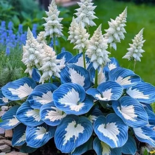 Celestial Blue