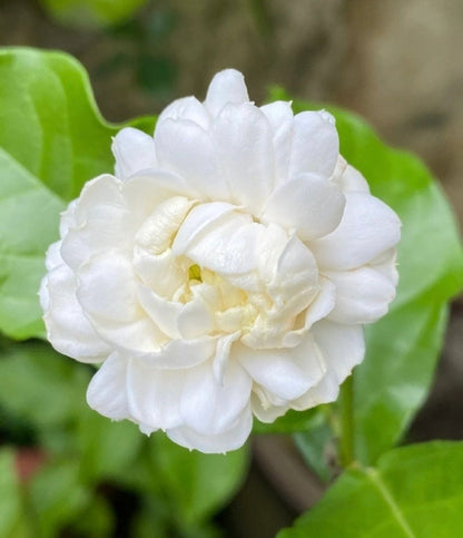 🌿❄️ Midnight Perfume Jasmine Seeds – Winter Planting, Perennial Blooms & Fragrant Garden Elegance 🌸