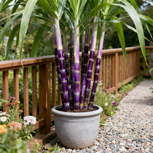 Grow Your Own Sugar! 🌱 sugarcane seeds