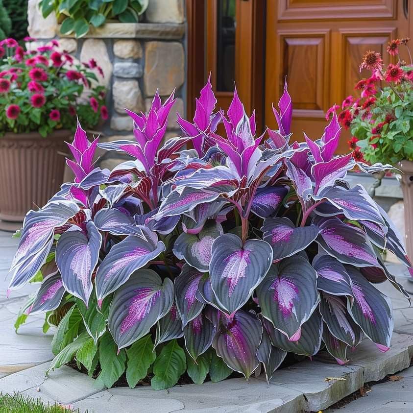 🔥Last Day 49% OFF-Premium Rare Hosta Seeds🌿Shade-Tolerant Plant