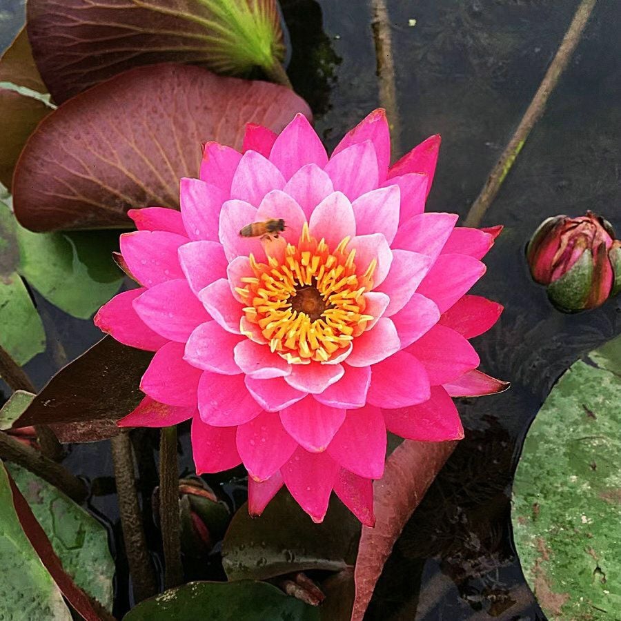 🔥 [7 days germination] Last Day Sale -49% OFF💐The Sacred Bonsai Bowl Lotus Flower
