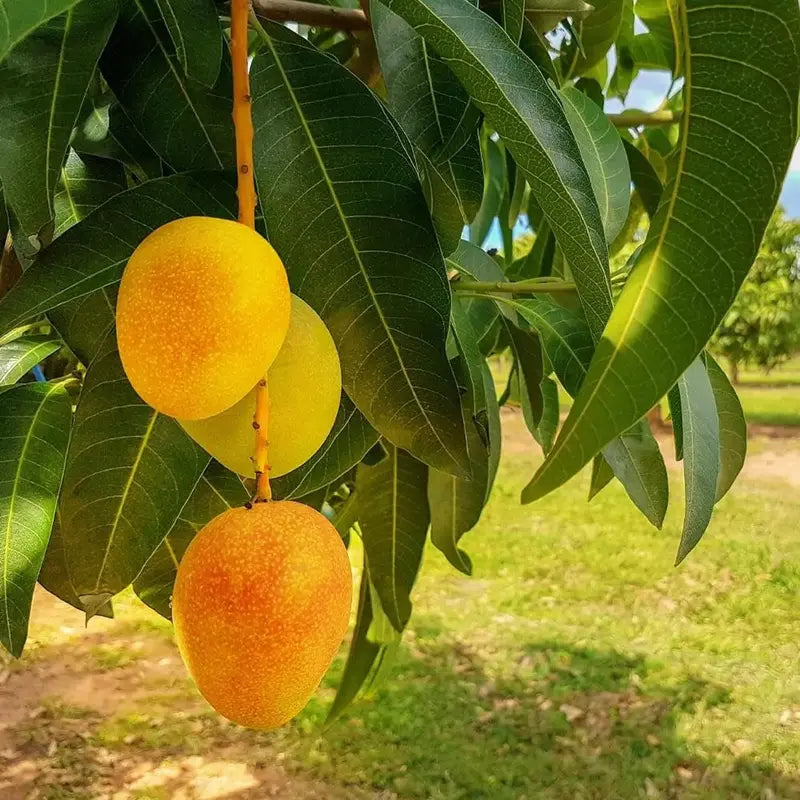 🥭Sweet Superior Pink Mango for Plant seeds