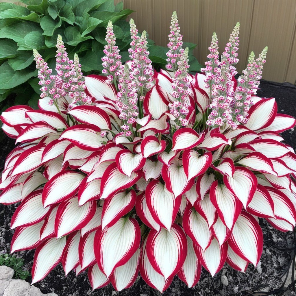 🔥Last Day 49% OFF-Premium Rare Hosta Seeds🌿Shade-Tolerant Plant