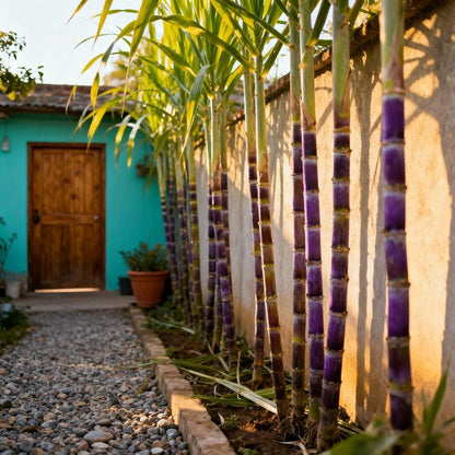 Grow Your Own Sugar! 🌱 sugarcane seeds