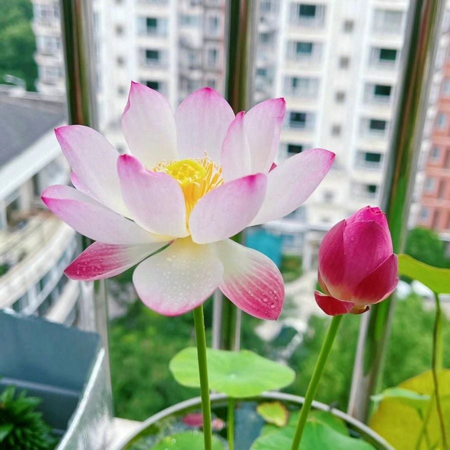 🔥 [7 days germination] Last Day Sale -49% OFF💐The Sacred Bonsai Bowl Lotus Flower
