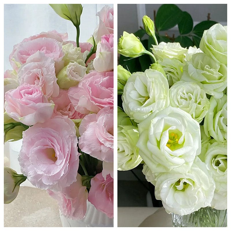 🔥Last Day 49% Discount - Sowing Lisianthus Flower Seeds for All Seasons🌿Suitable for Beginners