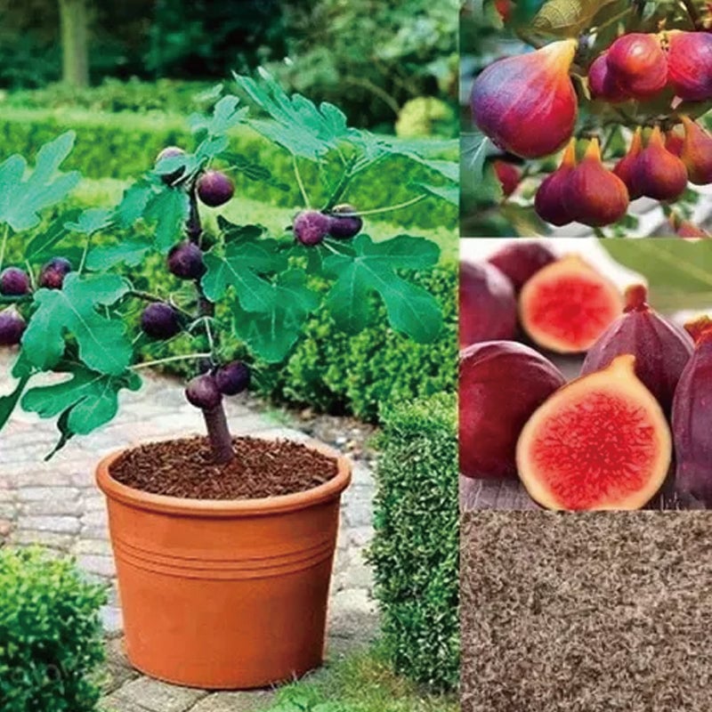 🔥Last Day 49% OFF - 🌿Brown Turkey Fig Seeds