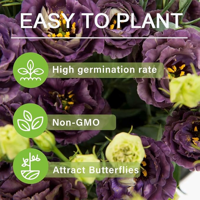 🔥Last Day 49% Discount - Sowing Lisianthus Flower Seeds for All Seasons🌿Suitable for Beginners