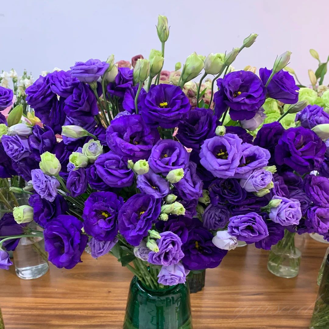 🔥Last Day 49% Discount - Sowing Lisianthus Flower Seeds for All Seasons🌿Suitable for Beginners